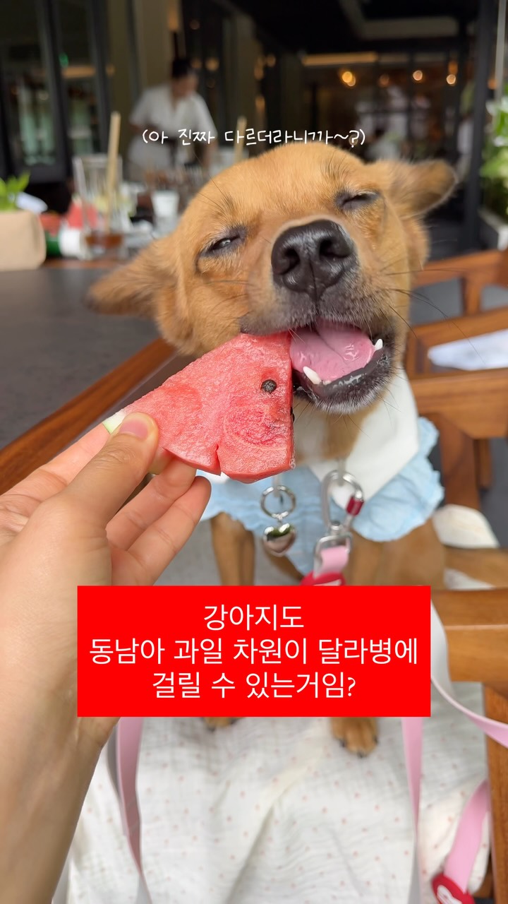 @kim.baesuzy이 올린 포포캄 태그 게시물