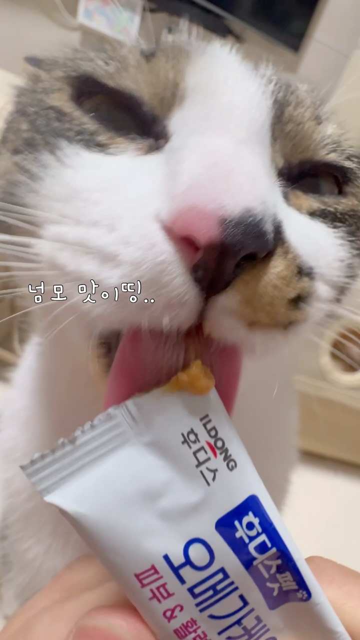 @ddi_mu이 올린 후디스펫 태그 게시물