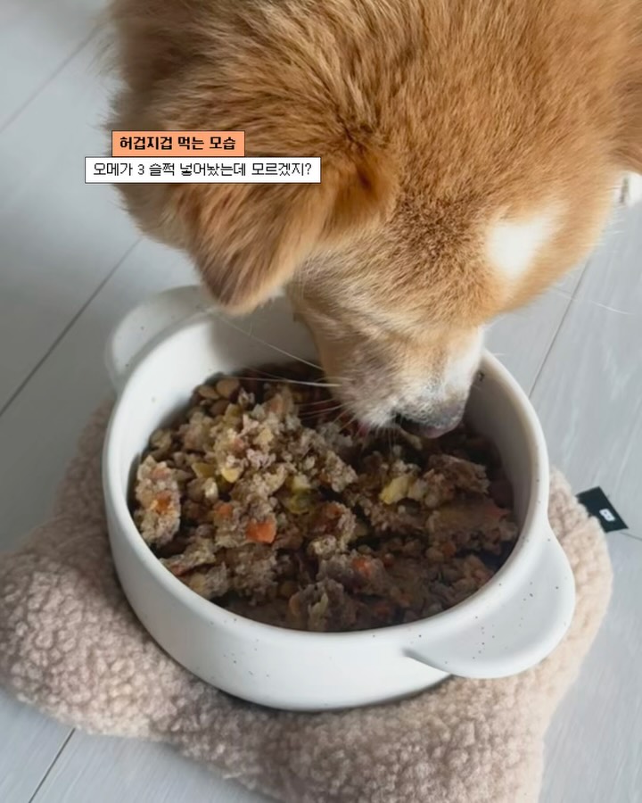 @kim_ttakbam이 올린 씽크라이크펫 태그 게시물