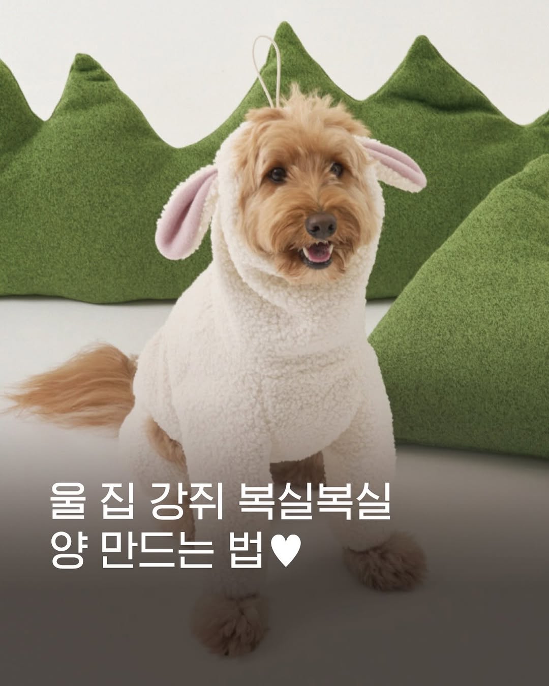 @heodukgoo이 올린 누핀 태그 게시물