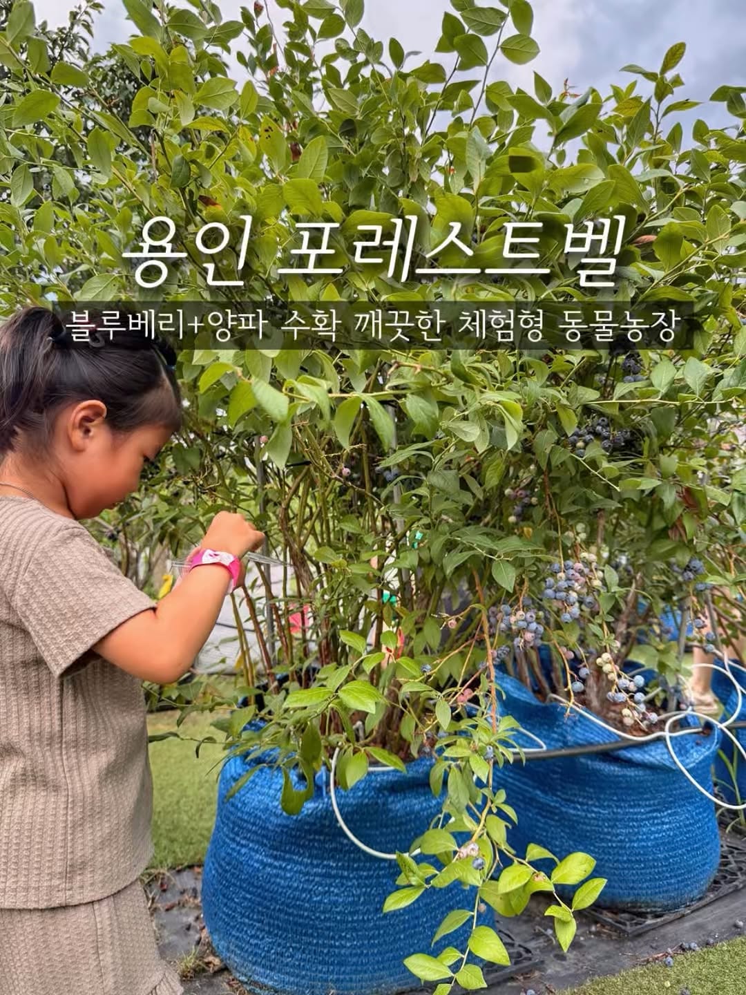 @tamo_hanam이 올린 포레스트벨 태그 게시물