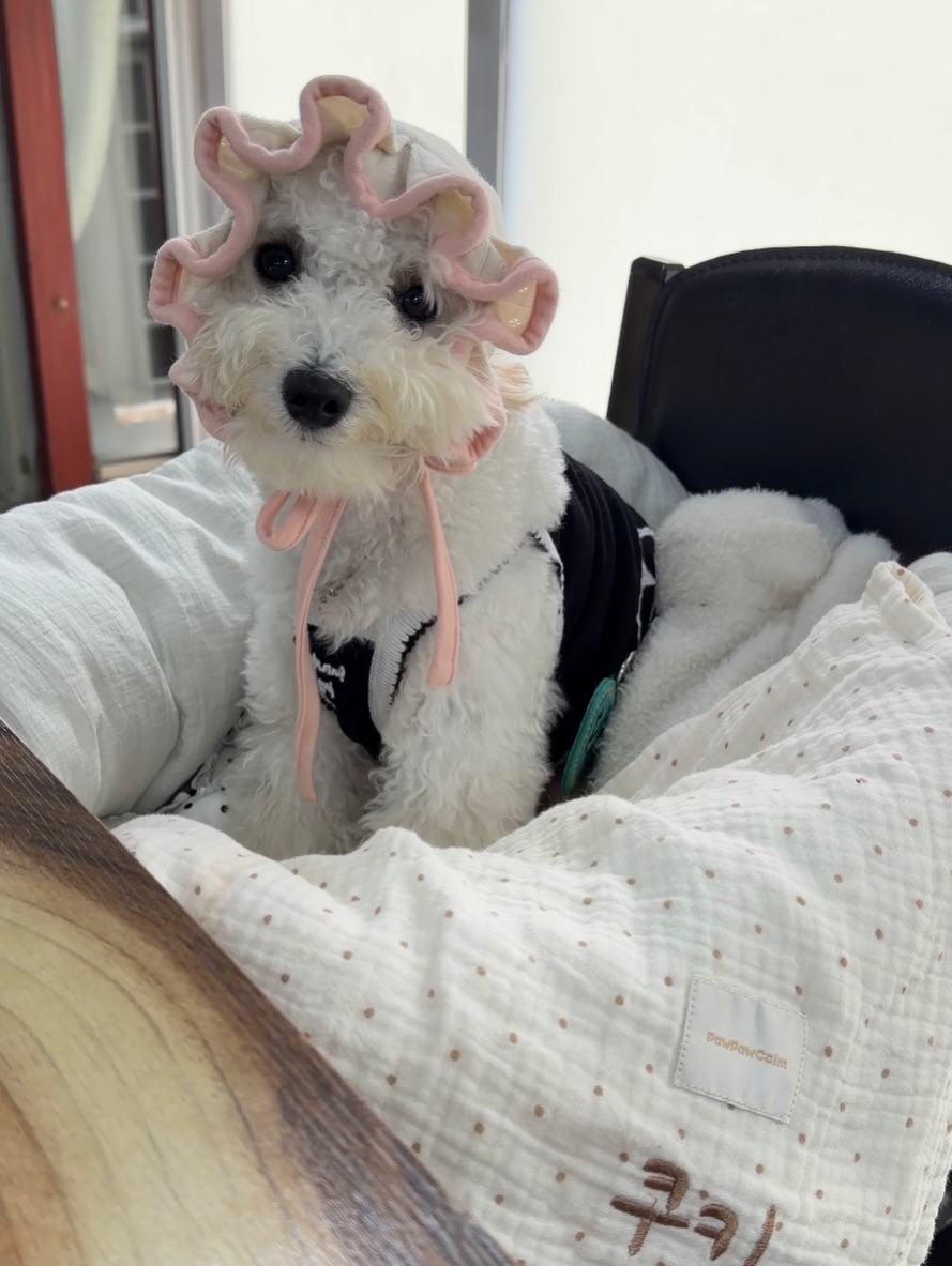 @kuki_250920이 올린 포포캄 태그 게시물