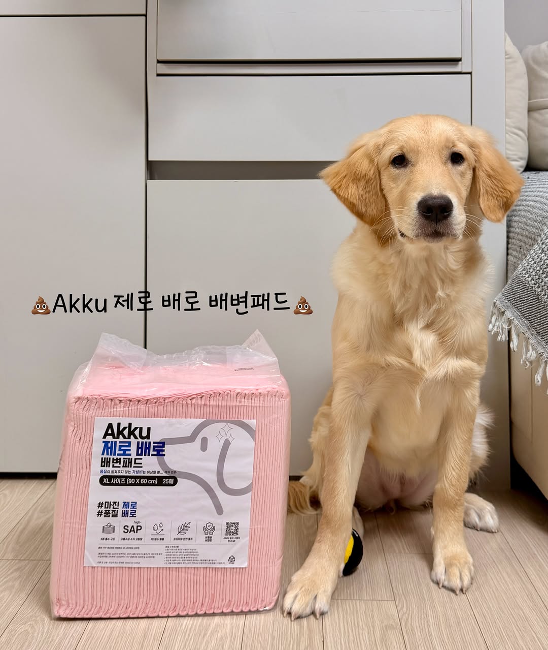 @retriever_malgeum이 올린 아꾸 태그 게시물