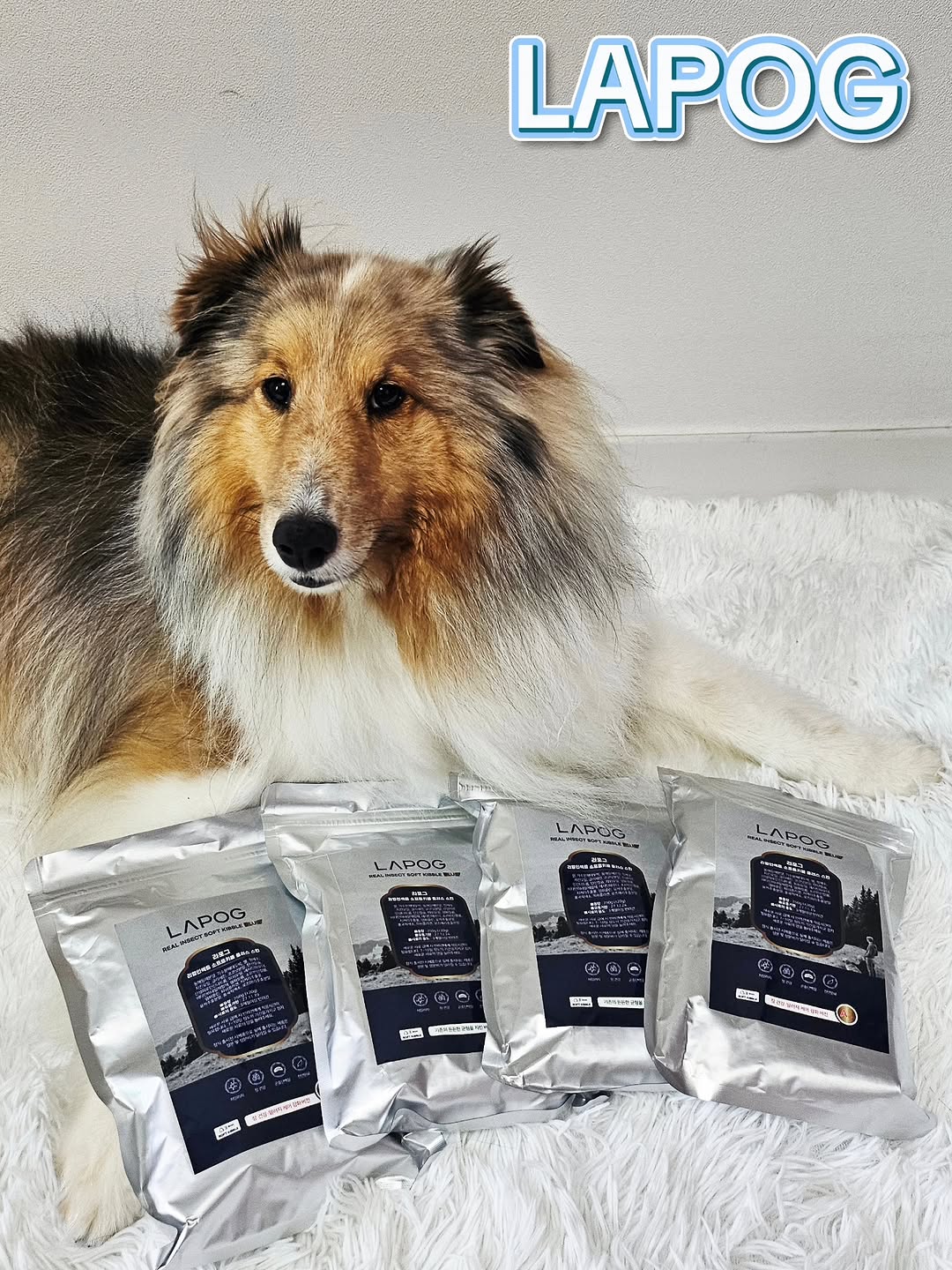 @sheltie_royy이 올린 라포그 태그 게시물