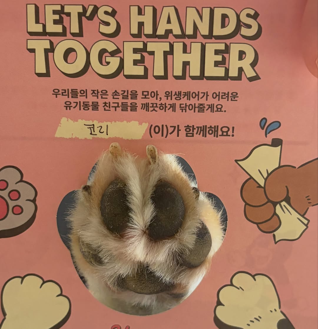 @sheltie_corey이 올린 HURRAY 허레이 태그 게시물