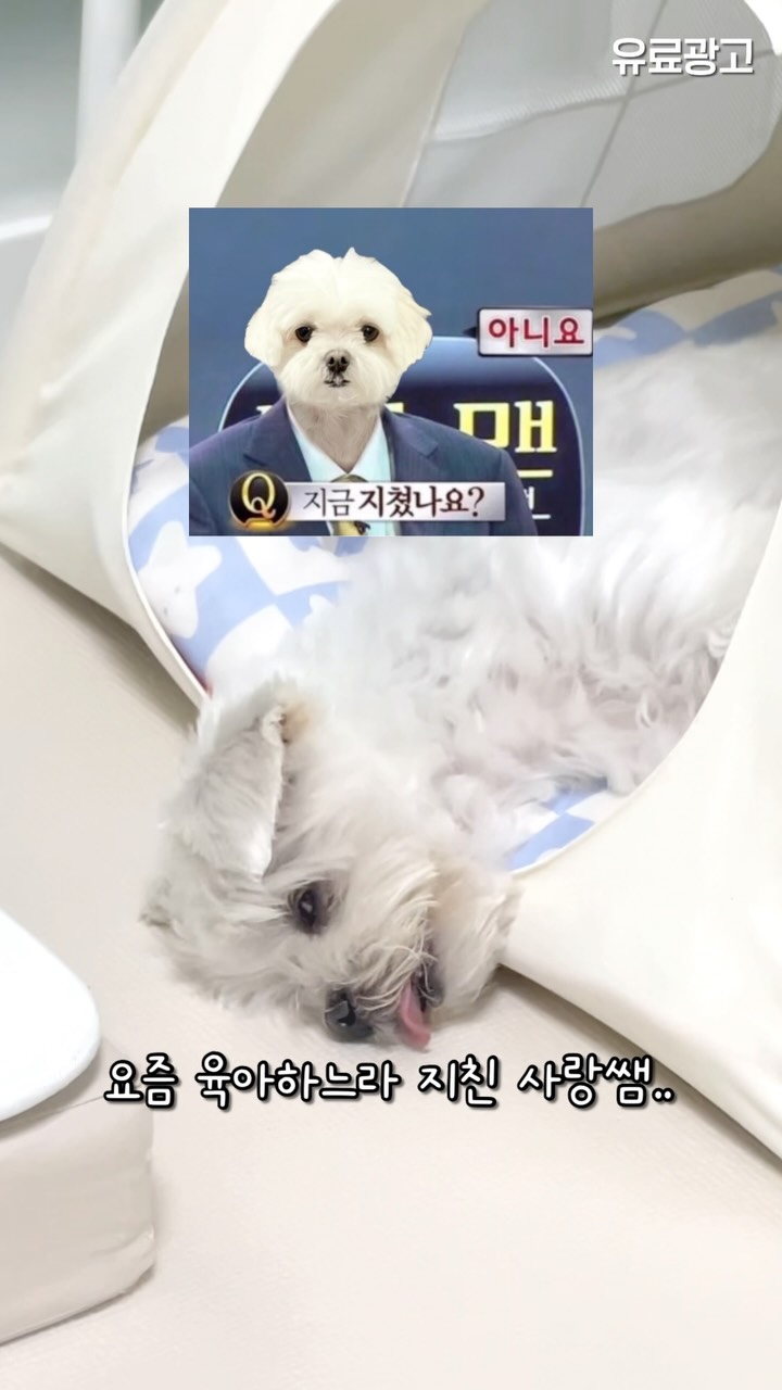 @sarang_boki이 올린 후디스펫 태그 게시물