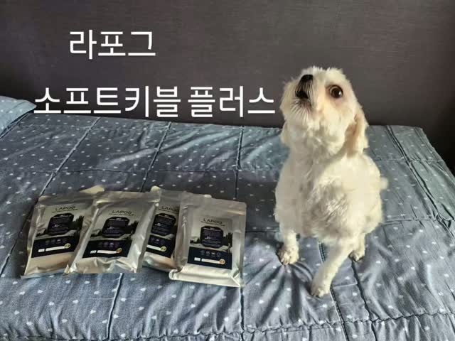 @choiguibok이 올린 라포그 태그 게시물