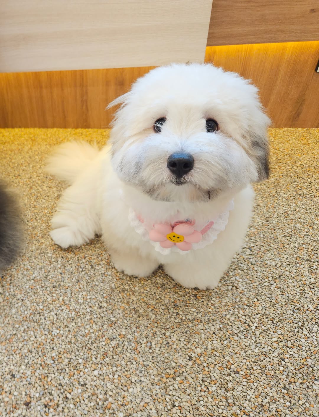 @som.mungchichi이 올린 아몽 맘 태그 게시물