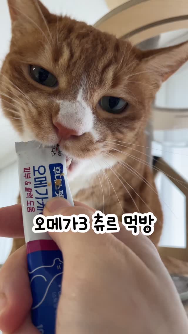@nyangi_haru이 올린 후디스펫 태그 게시물