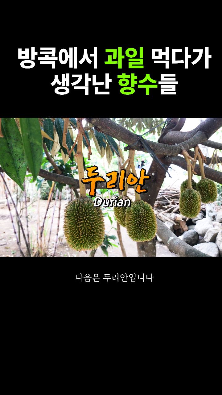 @ssensefragrance이 올린 더바디샵 태그 게시물