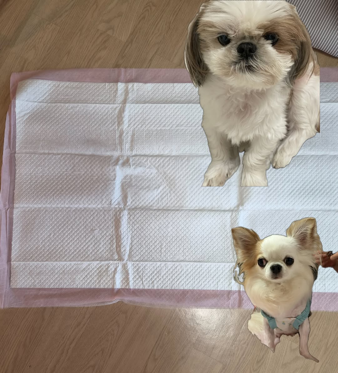 @jokong07이 올린 아꾸 태그 게시물