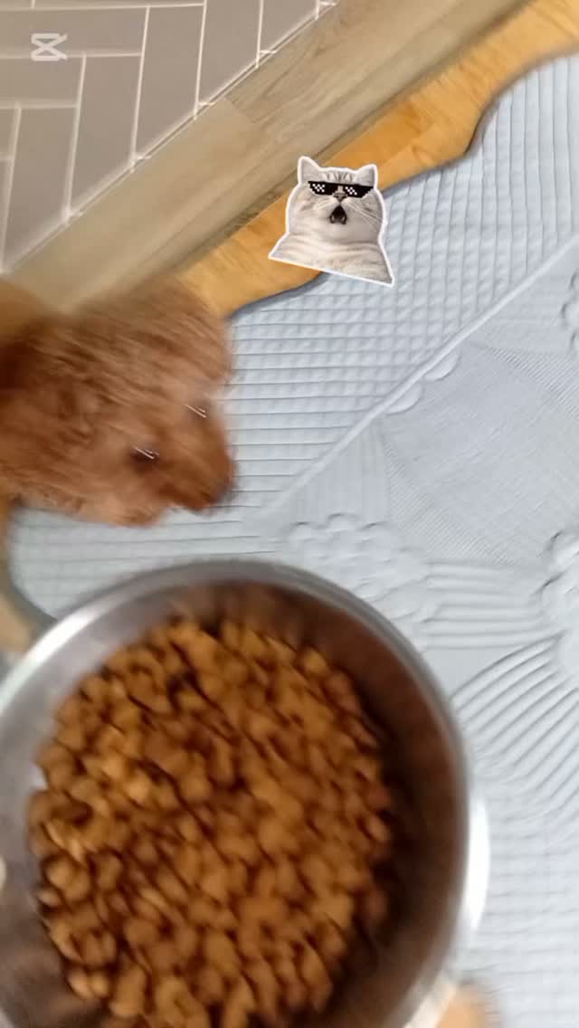 @gaeulggosyun이 올린 라포그 태그 게시물