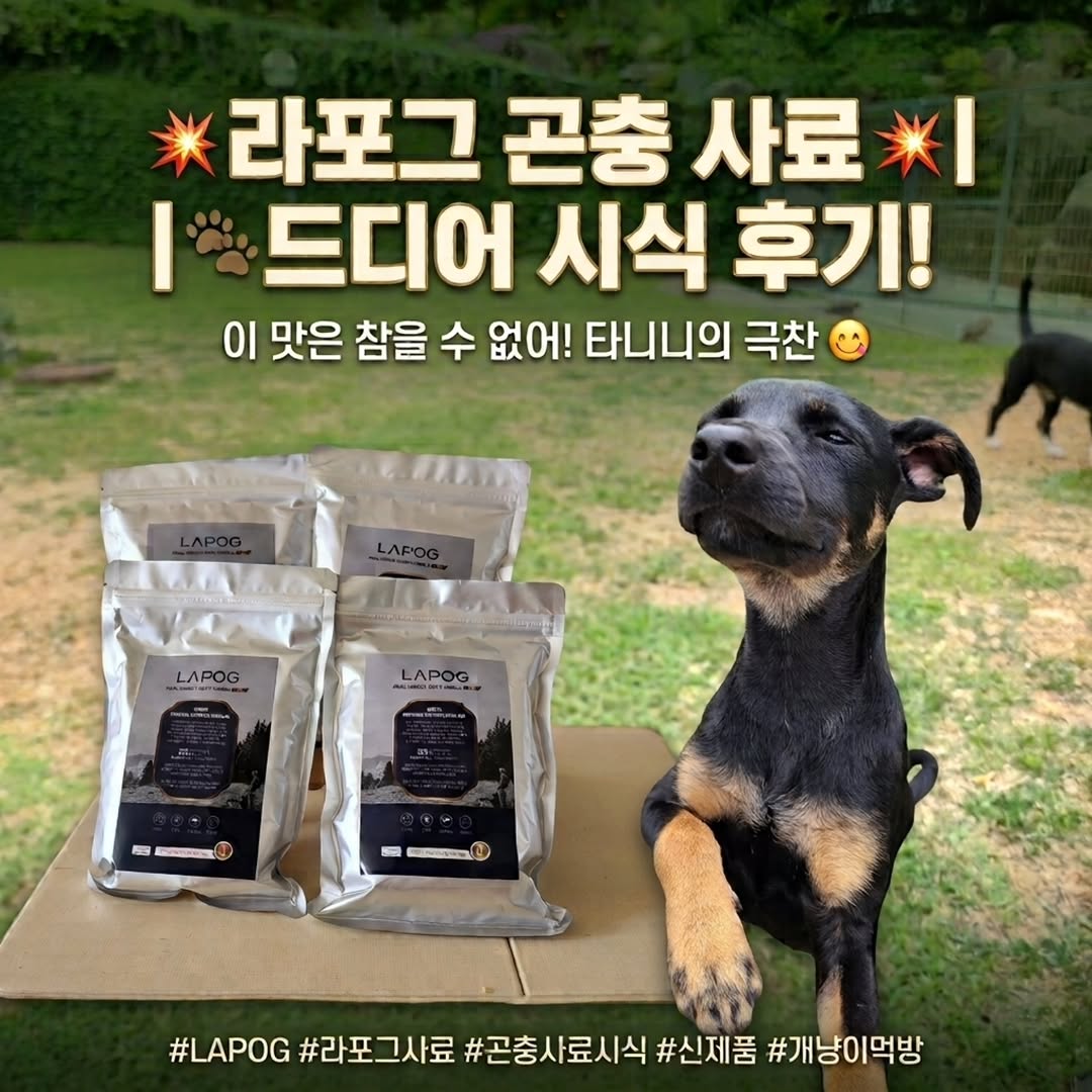 @choi.river09.01이 올린 라포그 태그 게시물