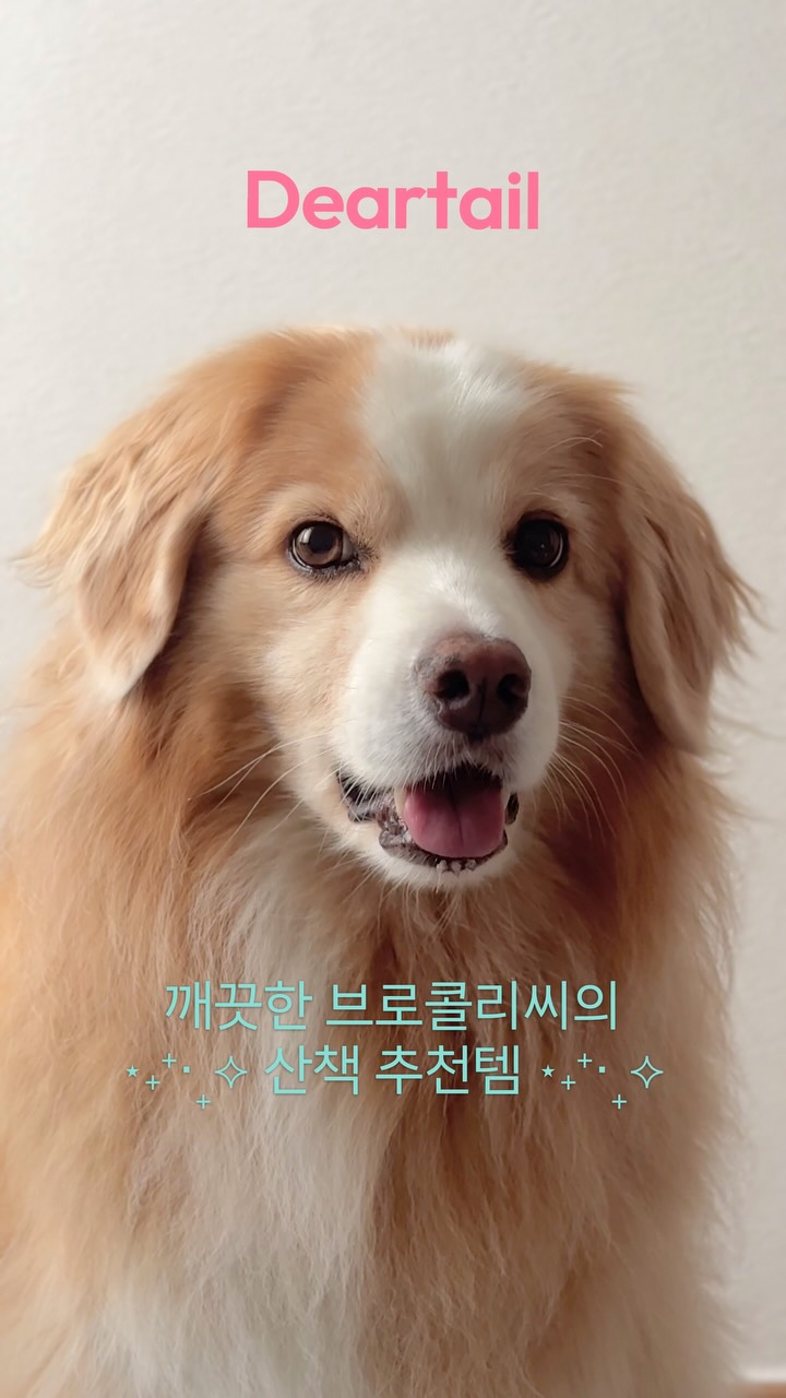 @broo._.collie이 올린 디어테일💕 태그 게시물