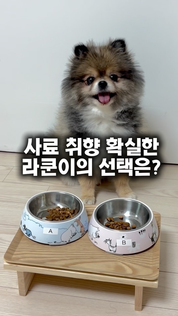 @smile_raccoon이 올린 라포그 태그 게시물