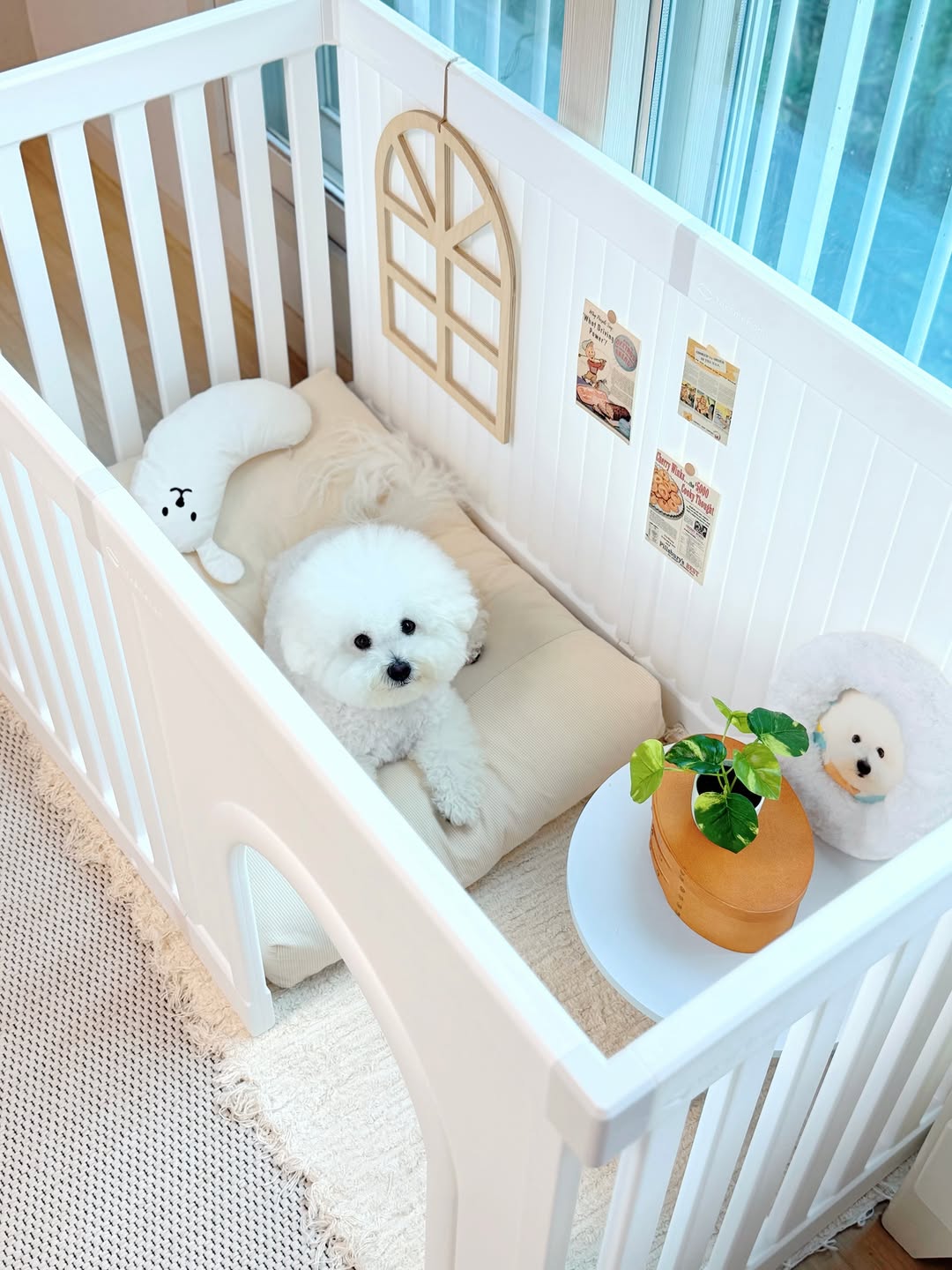 @bichon._.mungchi이 올린 텍미홈 태그 게시물