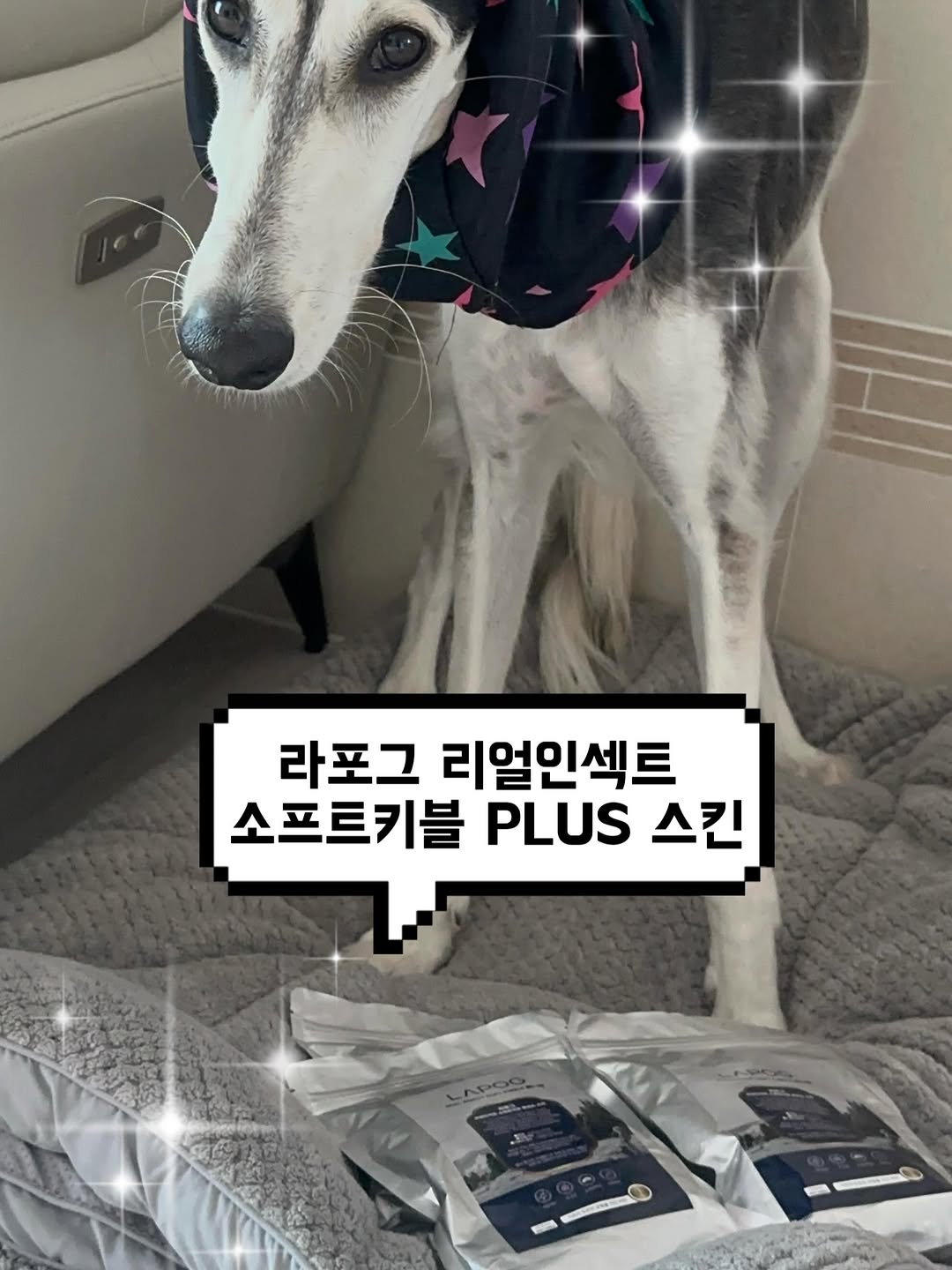 @ron_whythelongfacesaluki이 올린 라포그 태그 게시물