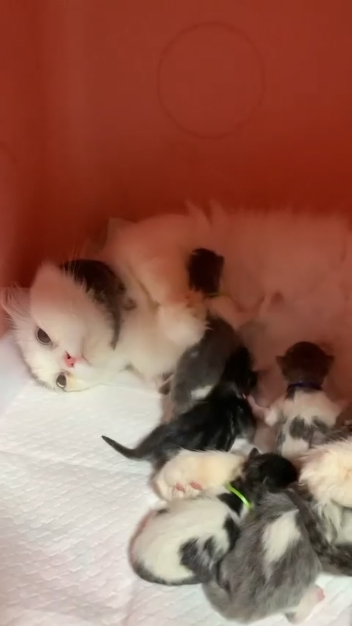 @h0ly._.m0ly_이 올린 갈치밥풀7냥이네 태그 게시물