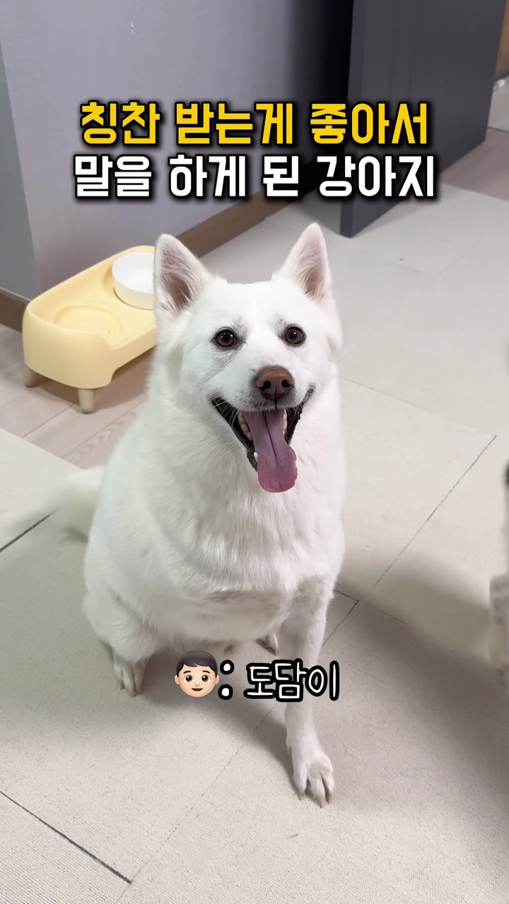 @dodam_0526이 올린 HURRAY 허레이 태그 게시물