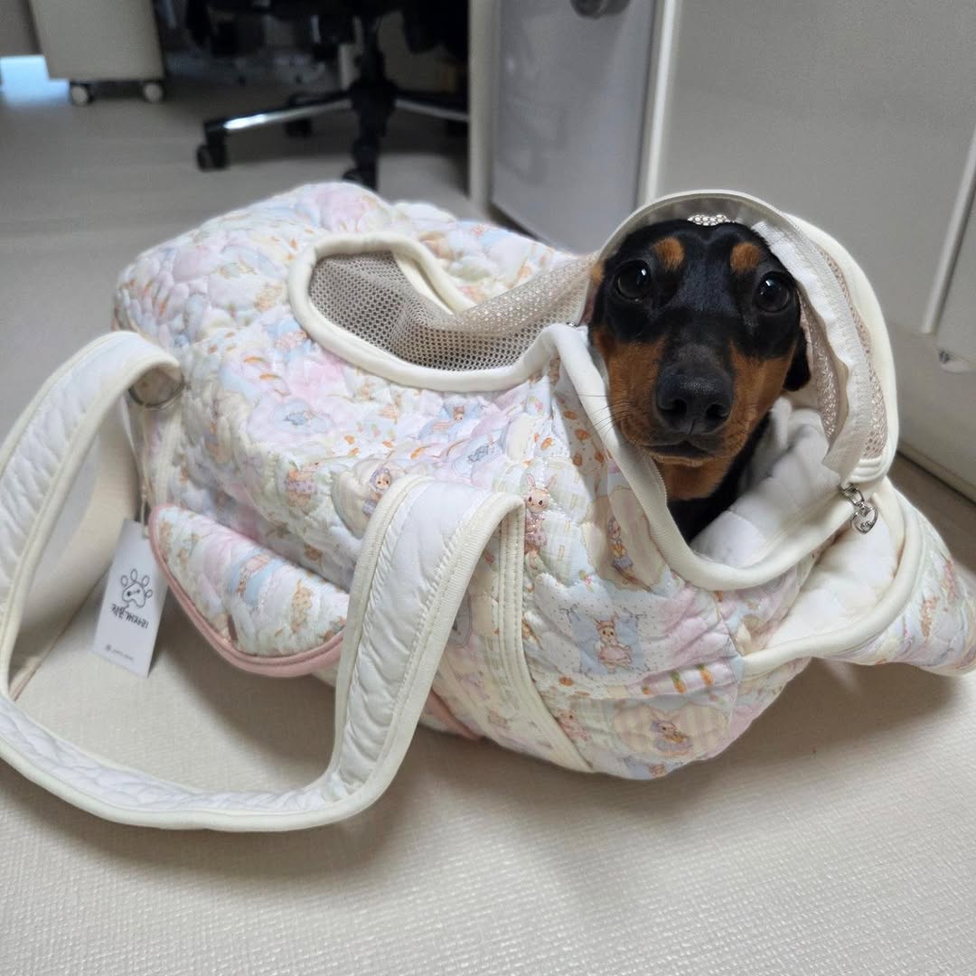 @dachshund_chorong2이 올린 작은개자리 태그 게시물