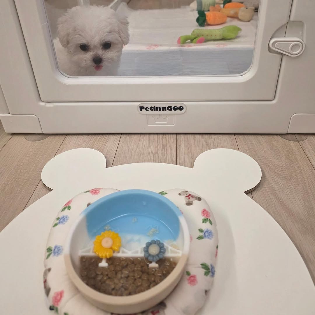 @gomtang_bichon이 올린 보울대학교 태그 게시물