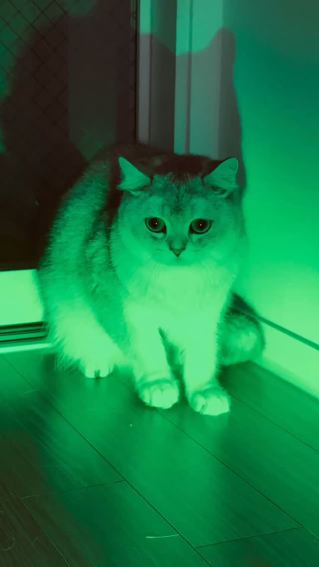 @dante_molly_are_cats이 올린 에어메이드 태그 게시물