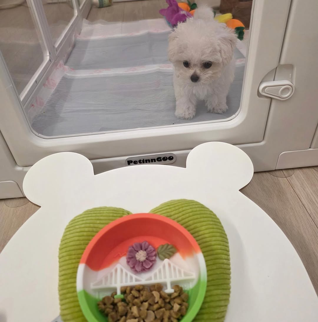 @gomtang_bichon이 올린 보울대학교 태그 게시물