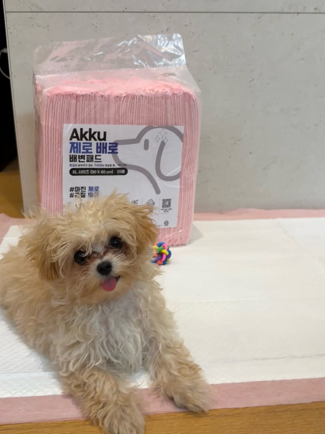 @jigu_diary이 올린 아꾸 태그 게시물