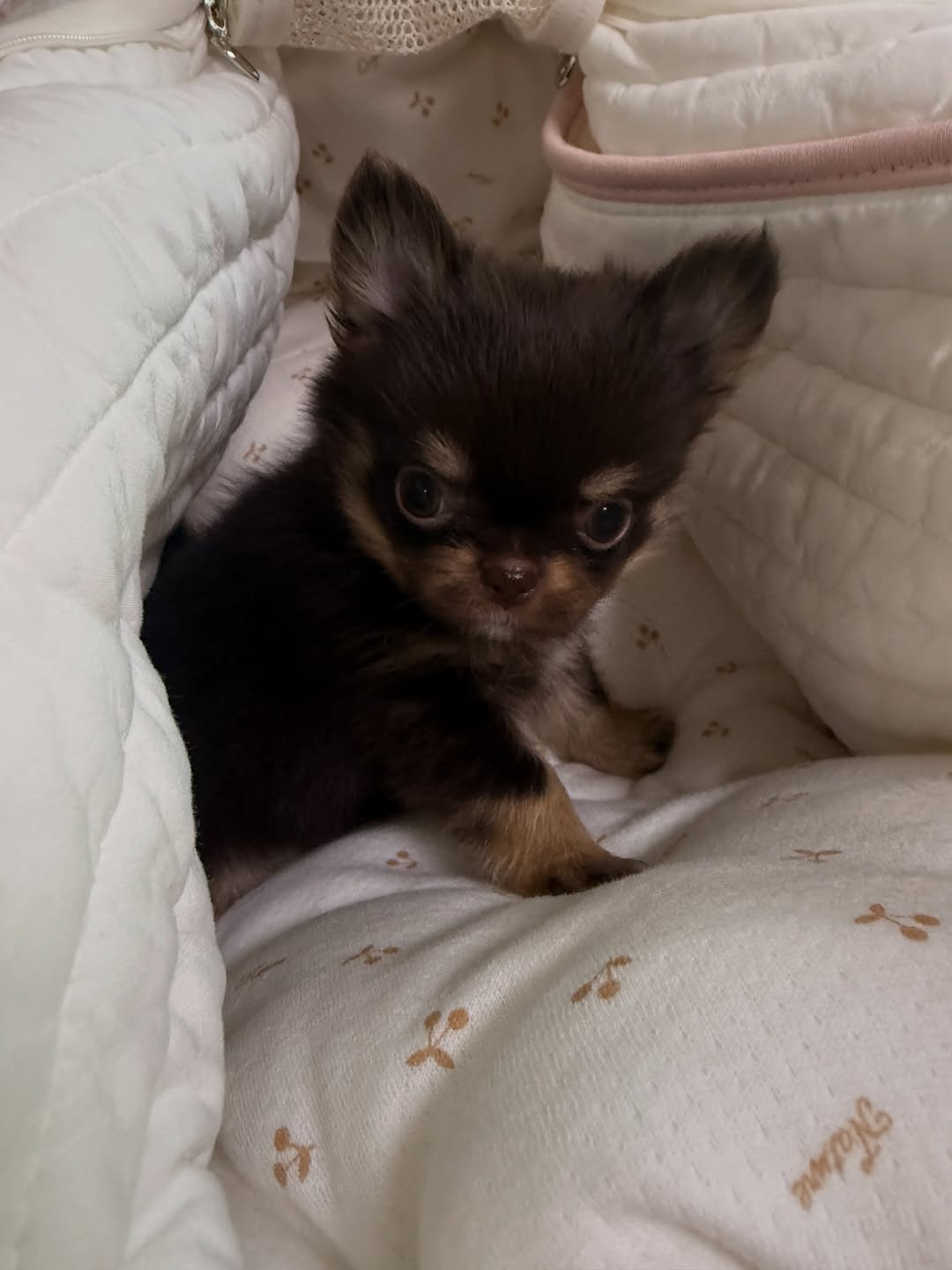 @1004bambi이 올린 작은개자리 태그 게시물