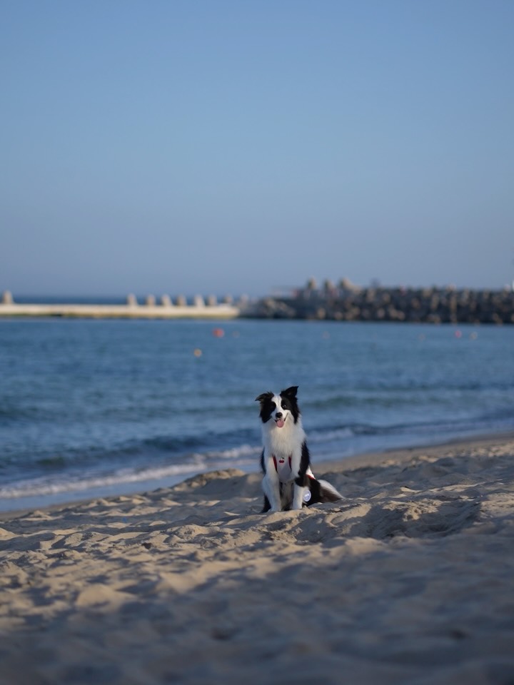 @bordercollie_roy_khan이 올린 디어테일💕 태그 게시물