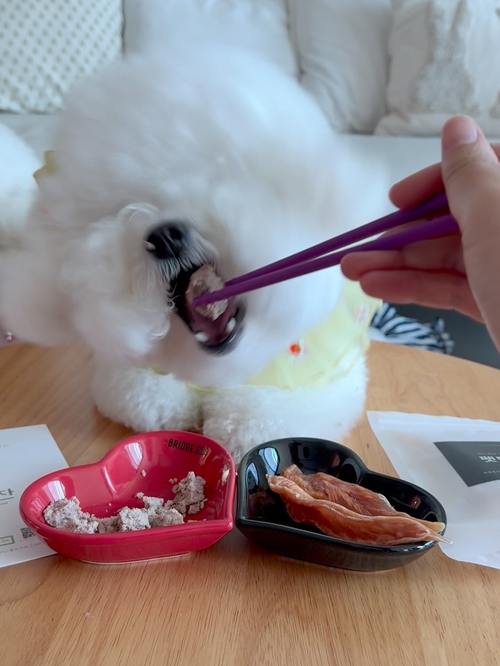 @bichon_nana_jelly이 올린 펫만찬 태그 게시물