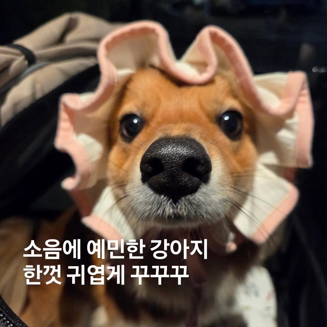 @manjjin._.dubbang이 올린 포포캄 태그 게시물