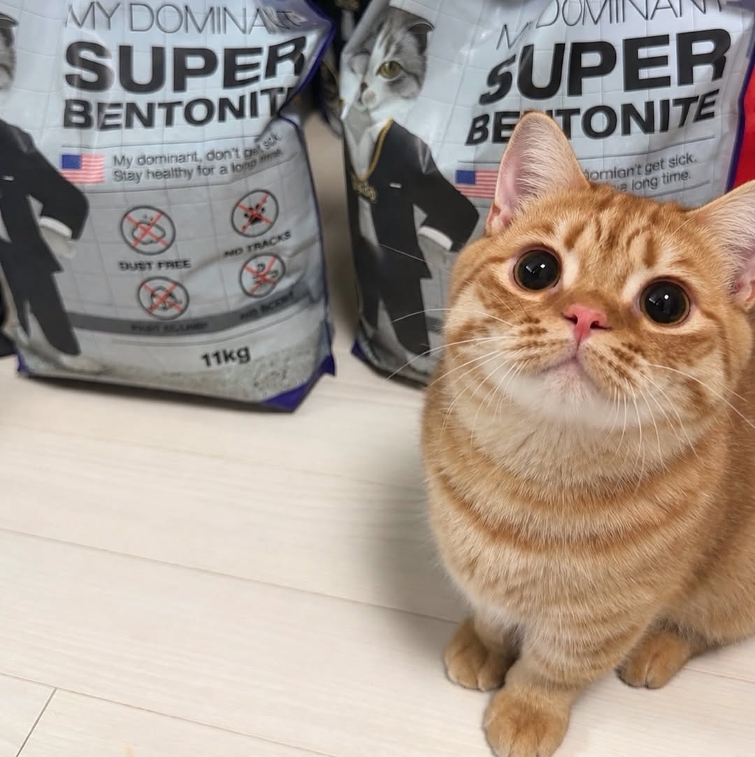 @my_kitty_peanut이 올린 마이도미넌트 고양이모래 태그 게시물