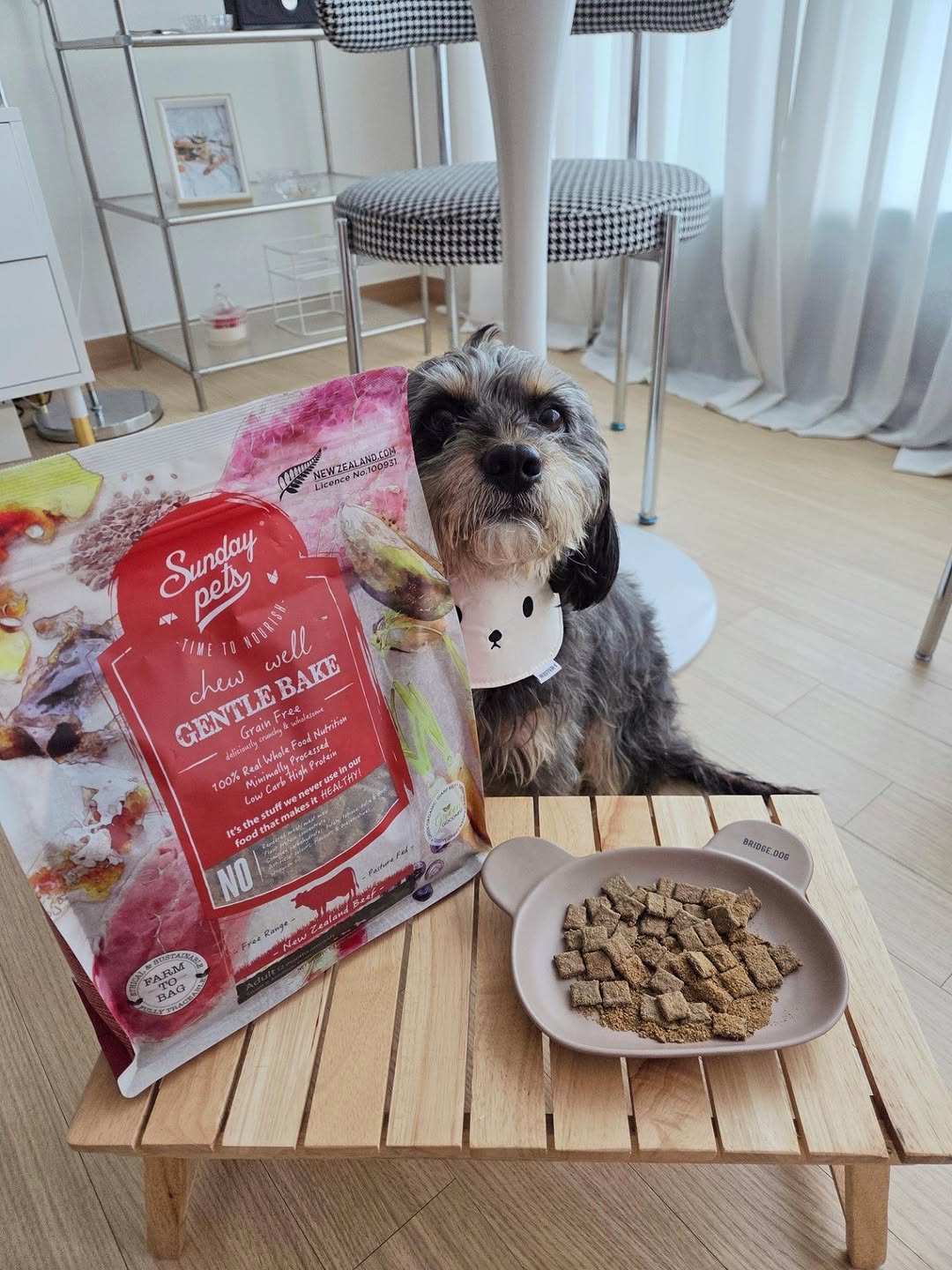 @dorkiegram_choco이 올린 히동이와야옹이네 | 강아지사료 · 애견사료 · 강아지간식 태그 게시물
