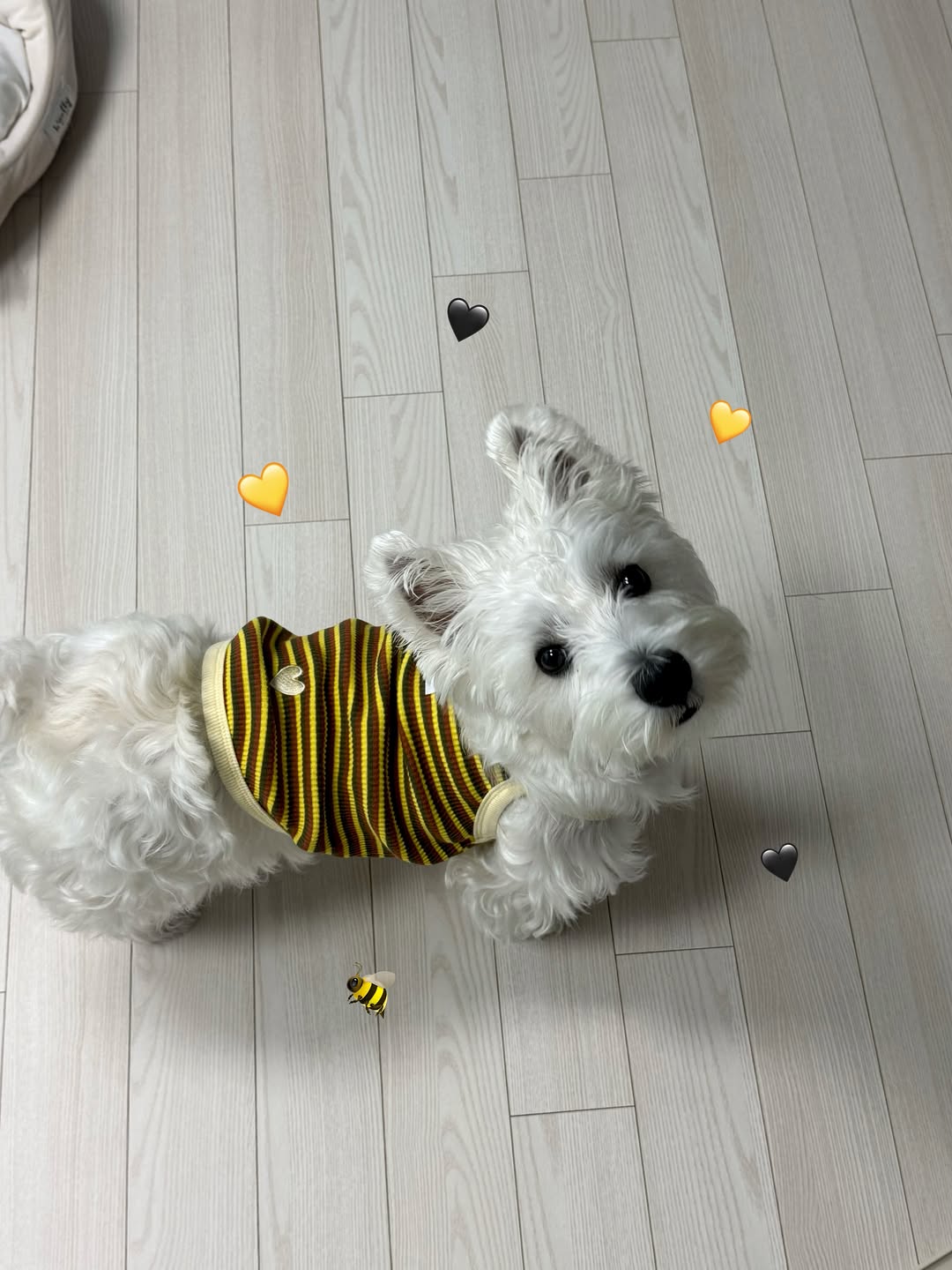 @l.lulu_westie이 올린 D'human 듀먼 태그 게시물