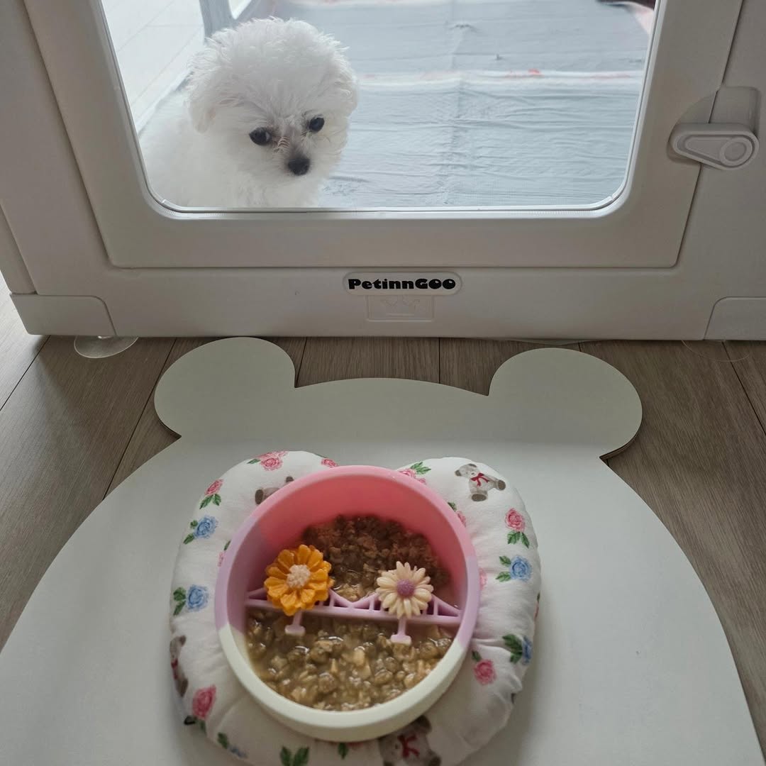 @gomtang_bichon이 올린 보울대학교 태그 게시물