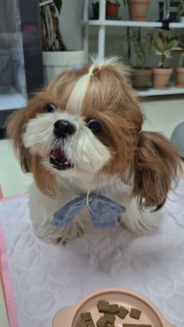 @joddobiddo2이 올린 히동이와야옹이네 | 강아지사료 · 애견사료 · 강아지간식 태그 게시물