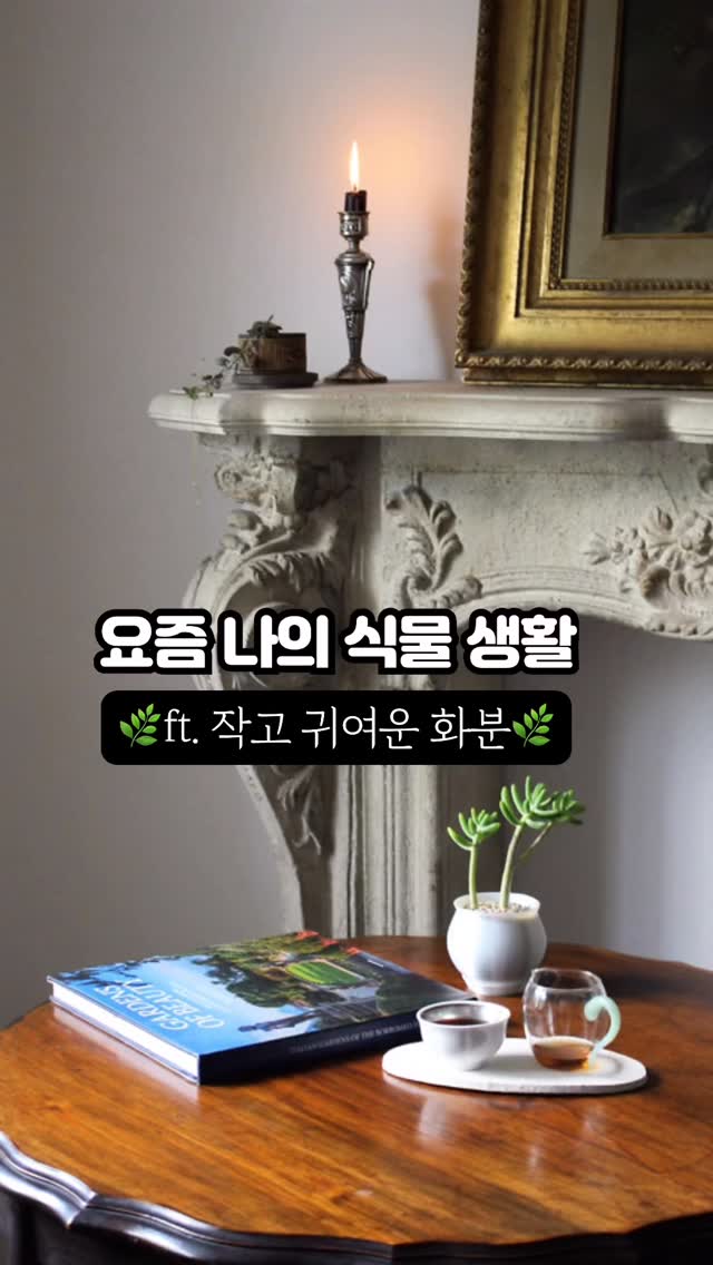 @salon_de_desiree이 올린 티에라선인장 태그 게시물