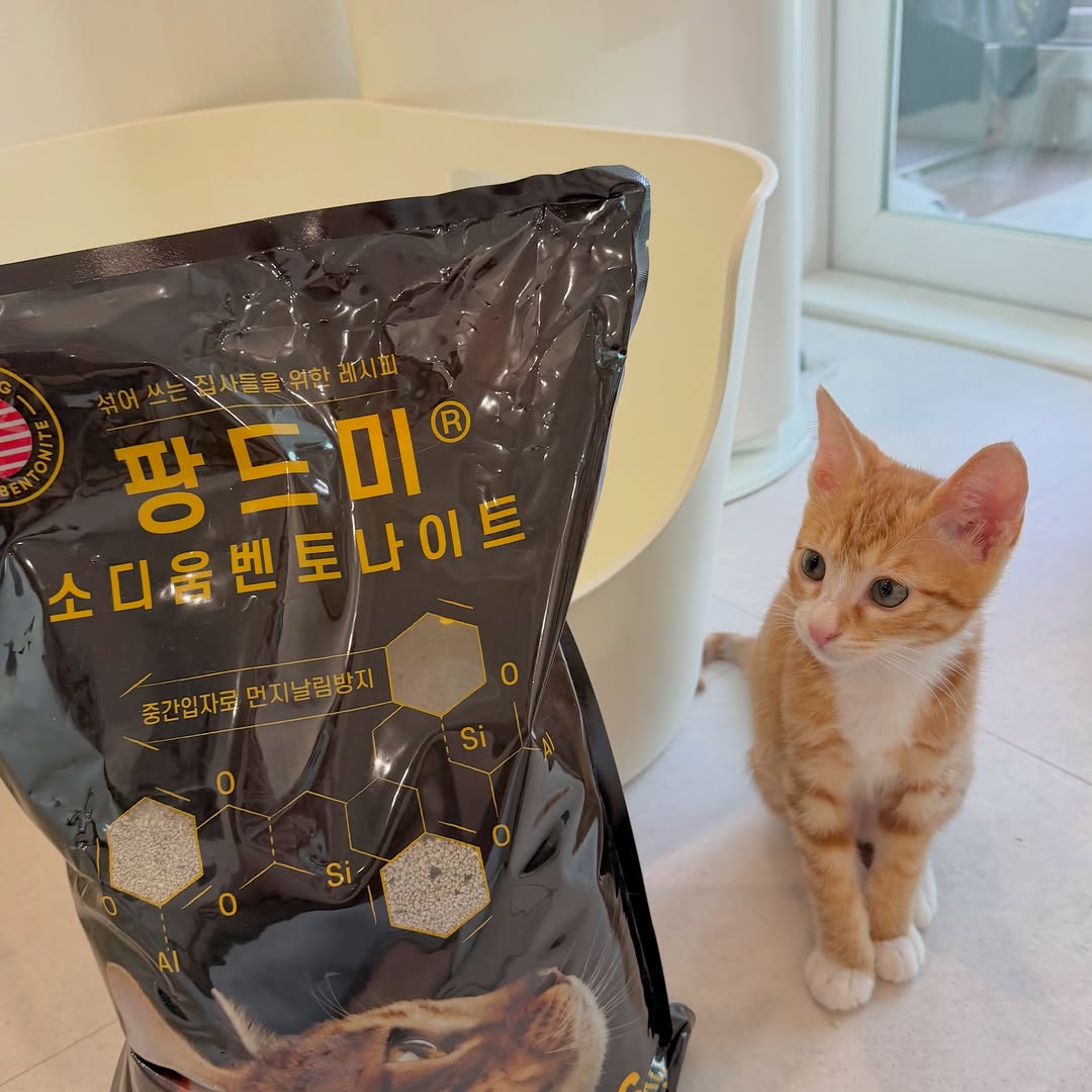 @siruya._.0606이 올린 팡드미 태그 게시물
