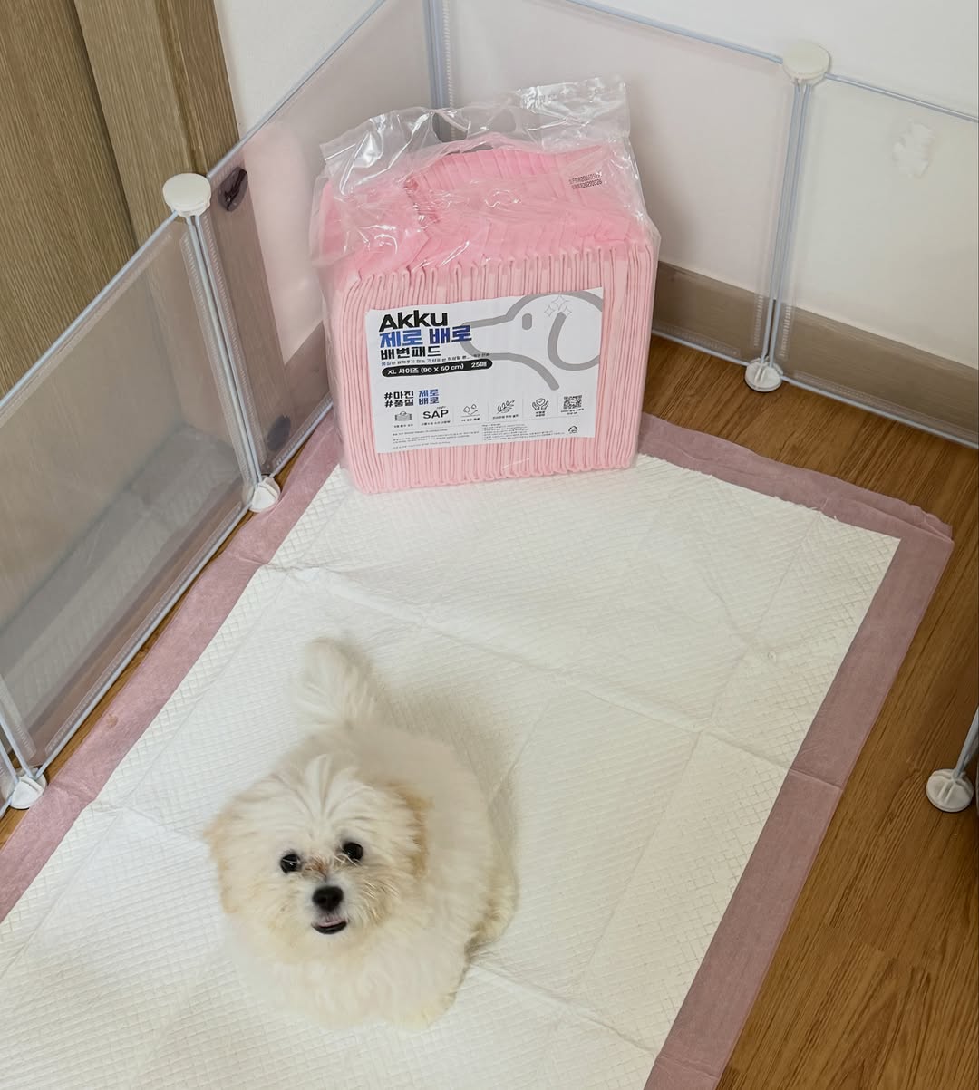 @miss_yongpal이 올린 아꾸 태그 게시물