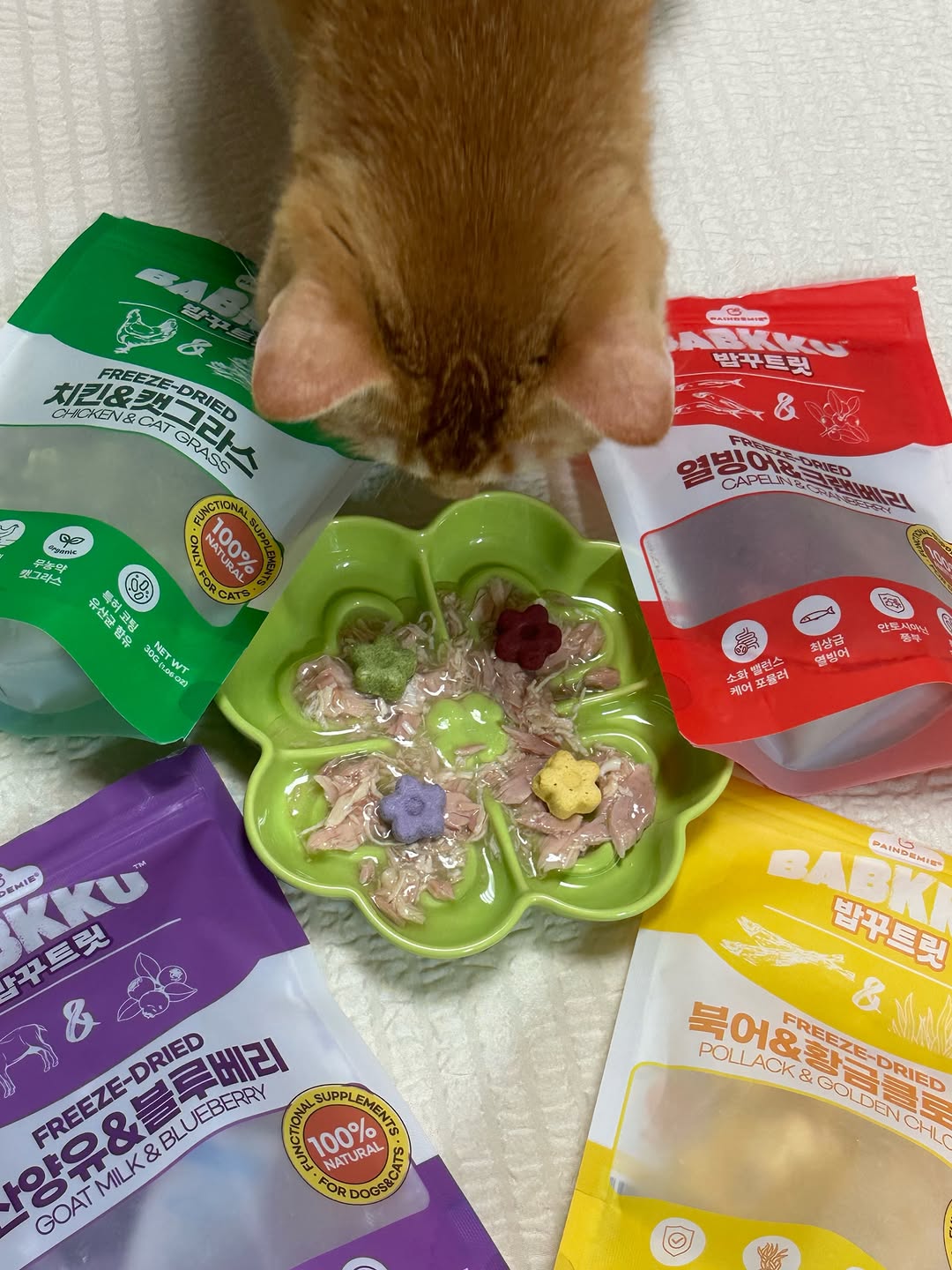 @british_chichi이 올린 팡드미 태그 게시물