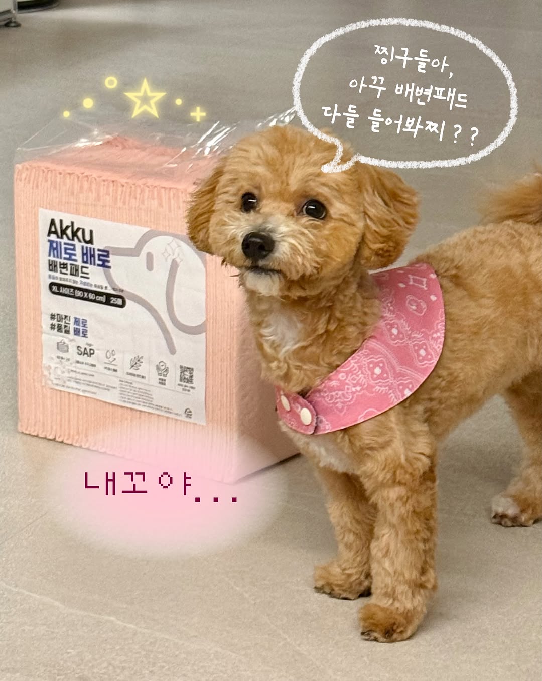 @iam_ddo_mi이 올린 아꾸 태그 게시물