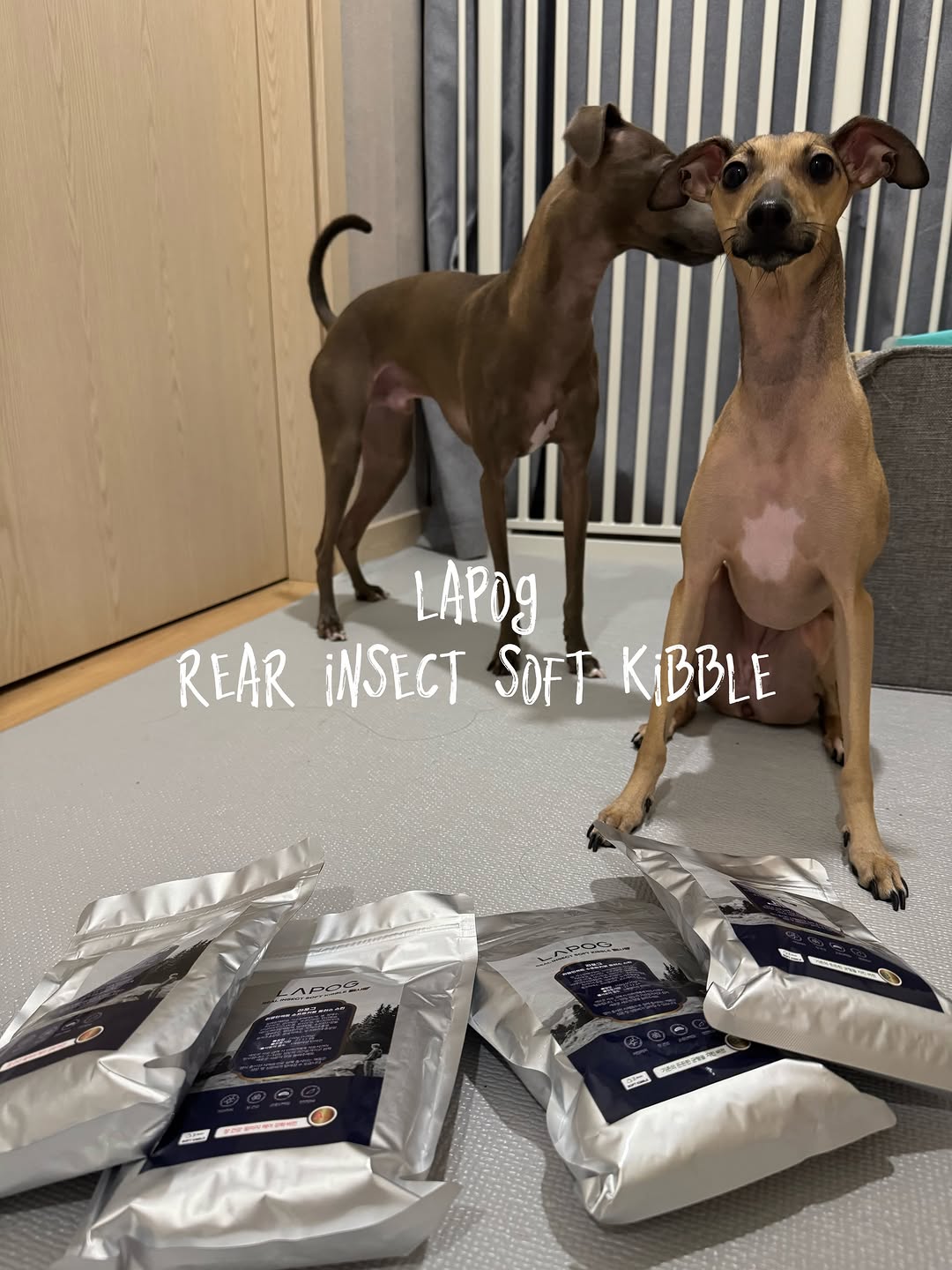 @leeeesimu_leeeemomo이 올린 라포그 태그 게시물