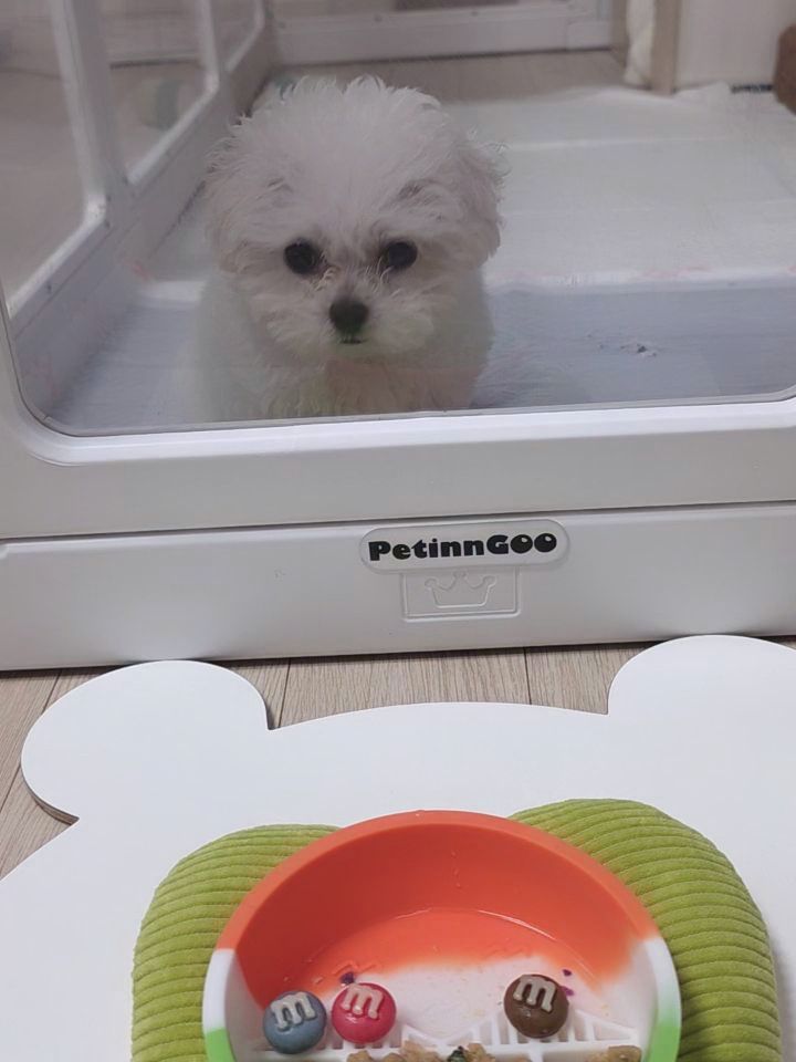@gomtang_bichon이 올린 보울대학교 태그 게시물