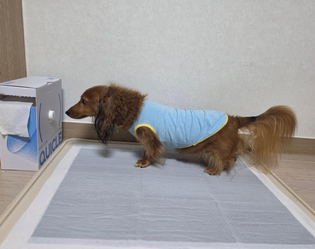@vantheo_love이 올린 고강탈 태그 게시물