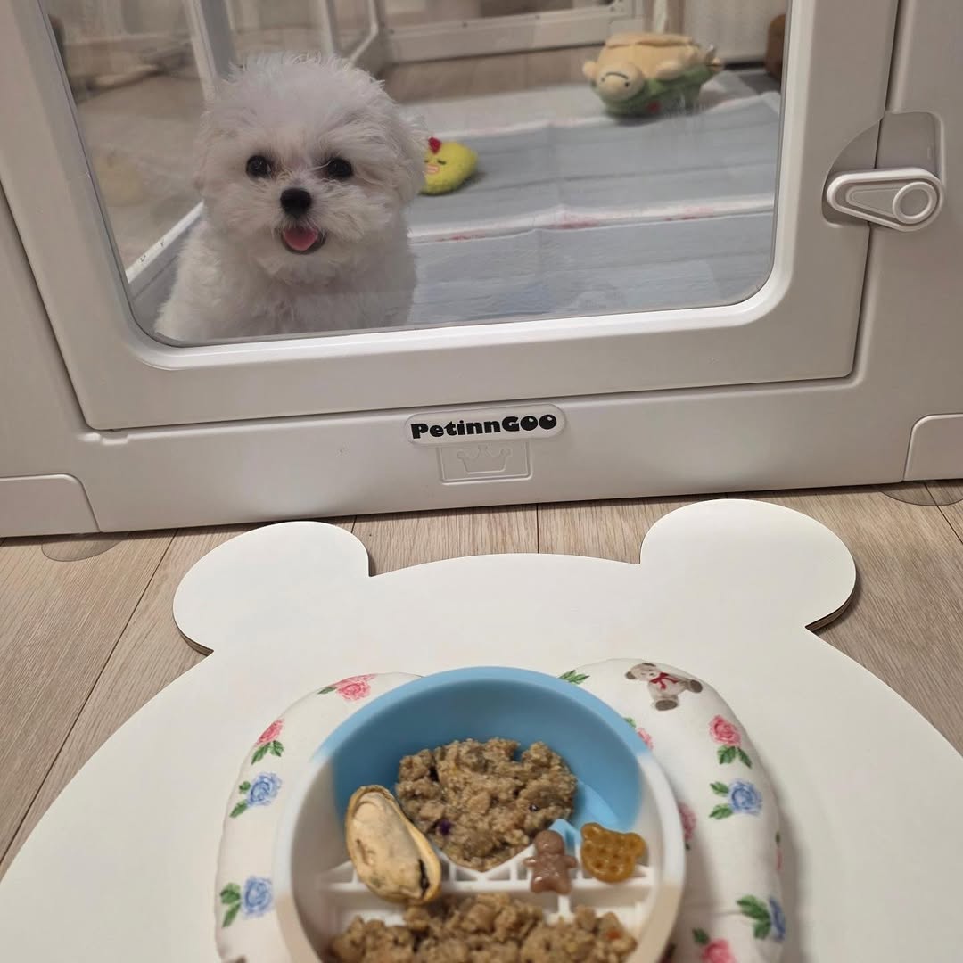 @gomtang_bichon이 올린 보울대학교 태그 게시물