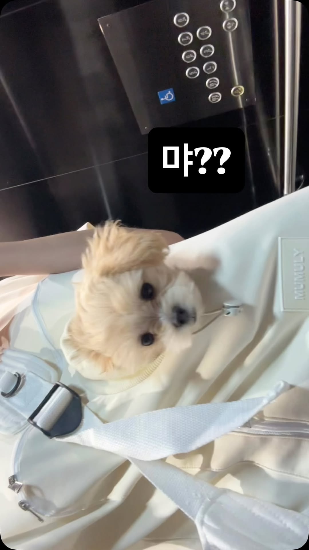 @luckypoo_260513이 올린 무뮤리 태그 게시물