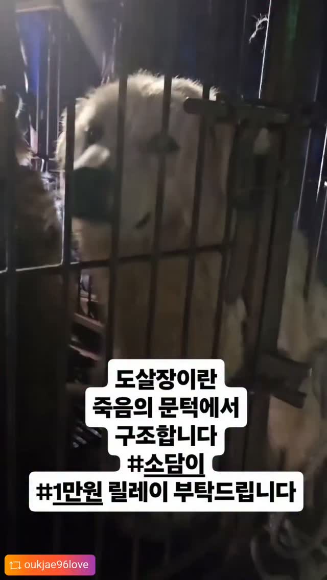 @gn_adoption이 올린 Reverto 태그 게시물