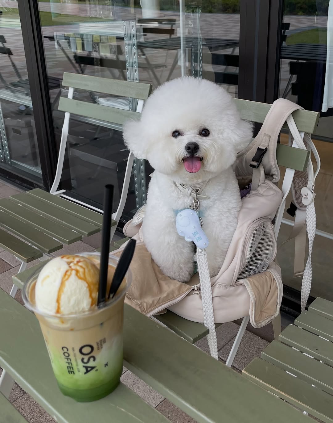 @roro_bichonfrise이 올린 컴피라비올리 태그 게시물