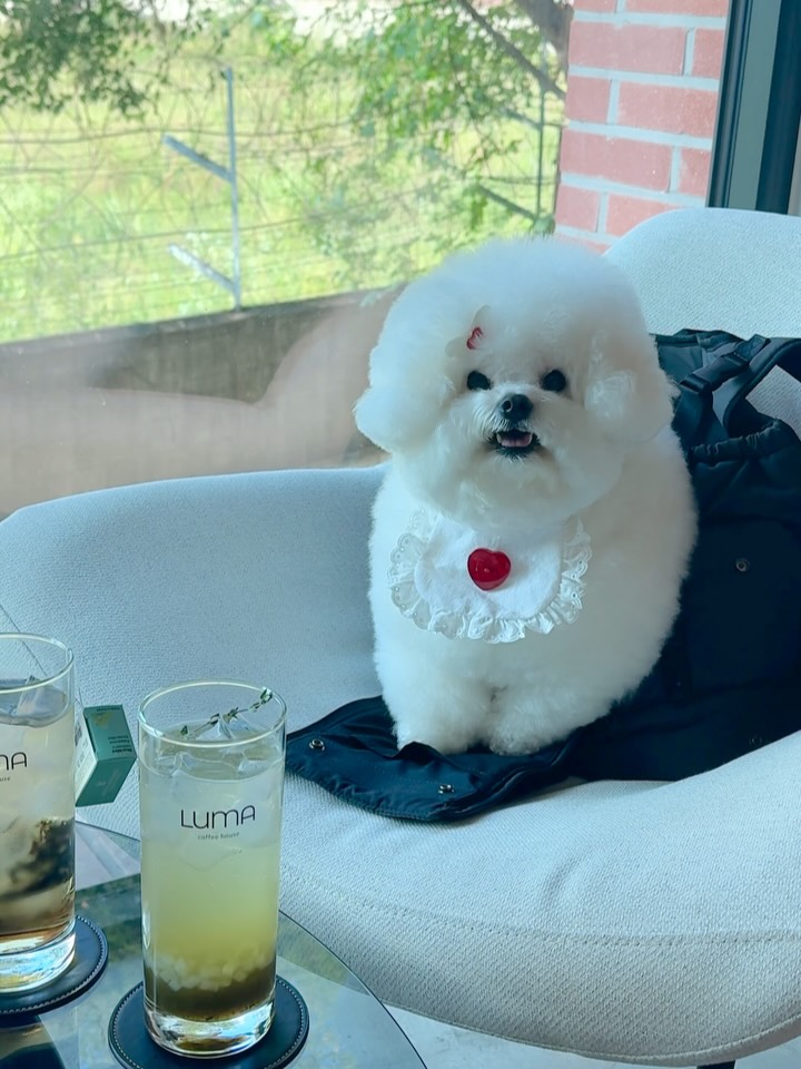 @bbugguisking이 올린 컴피라비올리 태그 게시물